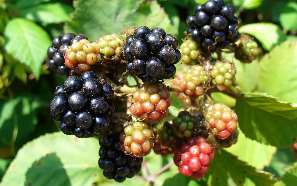 Rhum arrangé d'été pêches, brugnons et mûres