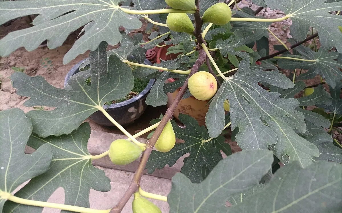 Rhum arrangé bananes et figues