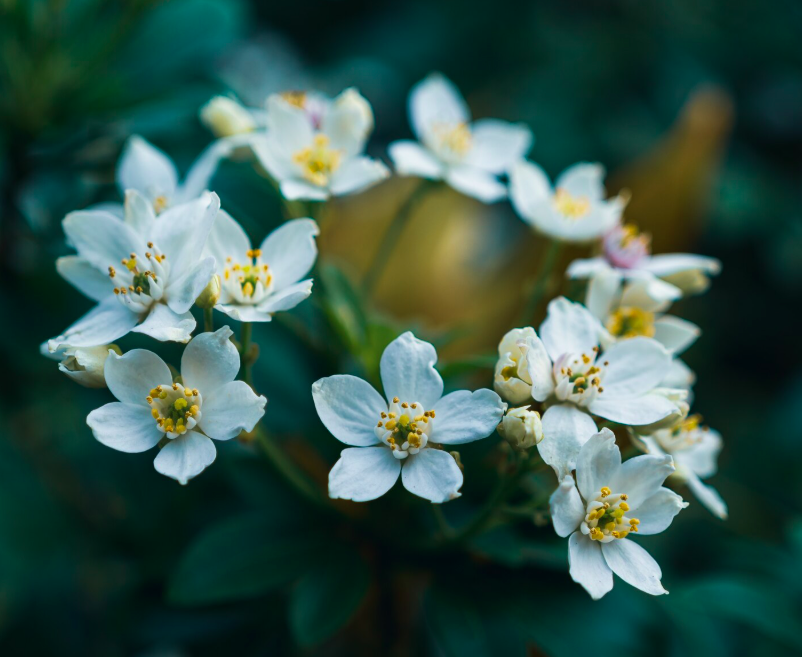 Rhum arrangé fleur d'oranger miel