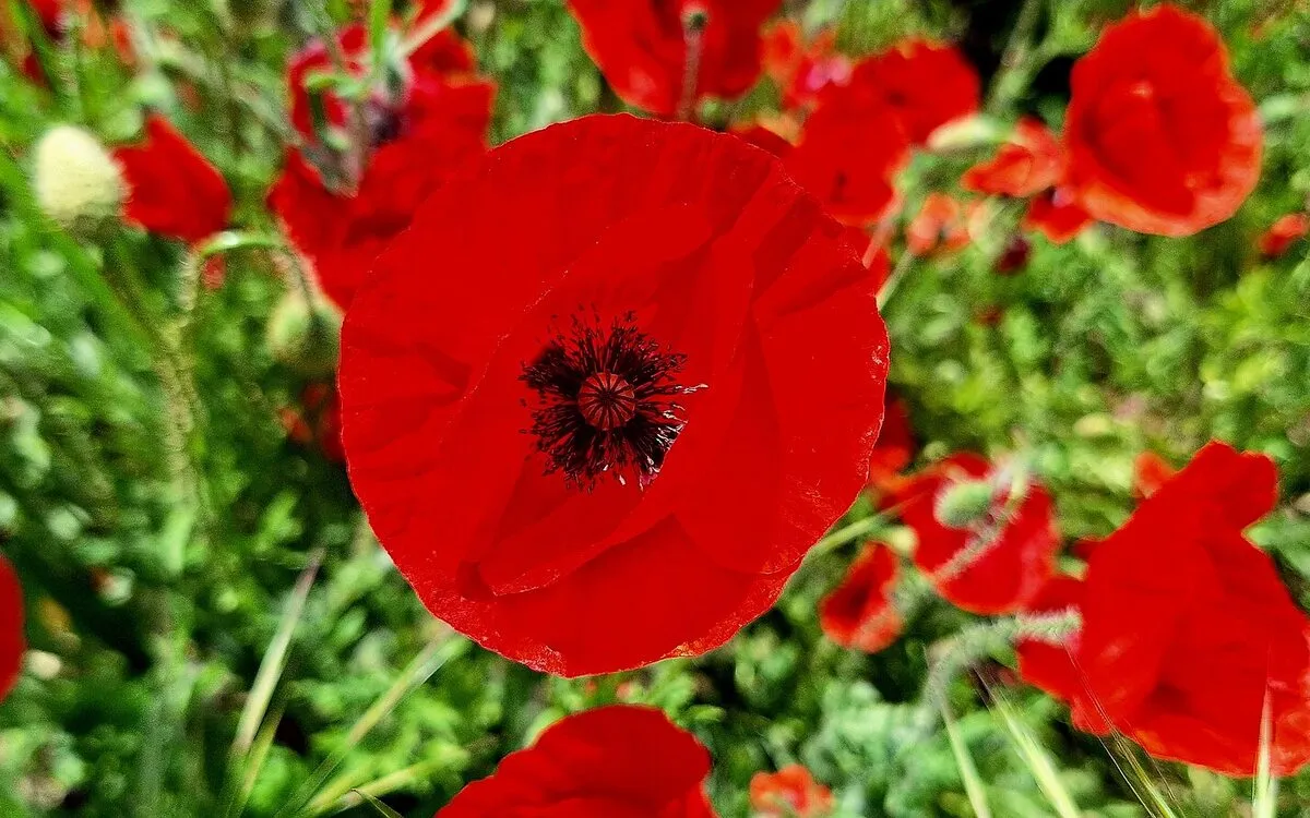 Rhum arrangé au coquelicot