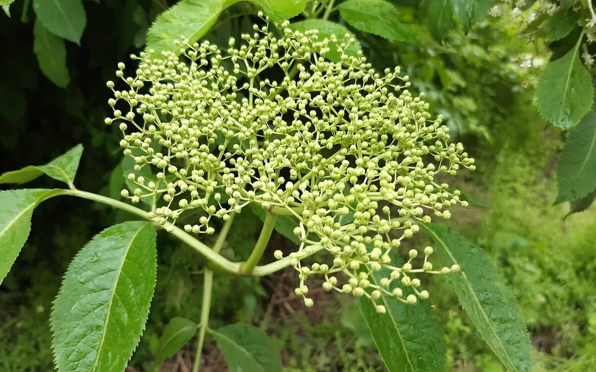 Rhum arrangé aux fleurs de sureau et au miel